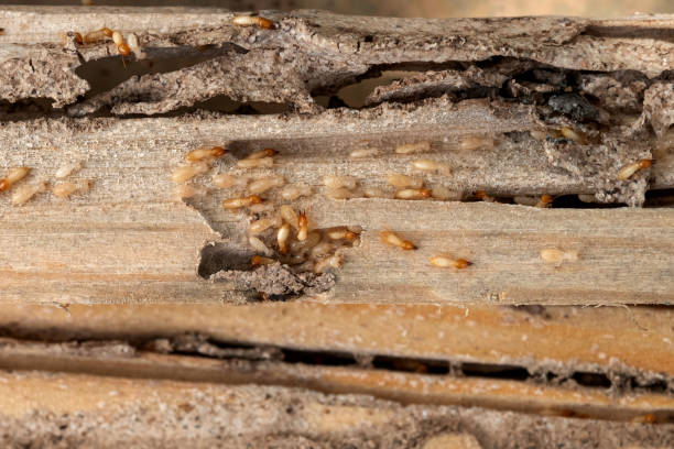 Best Emergency Pest Control  in Lake Cherokee, TX