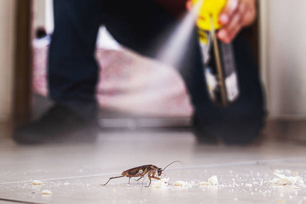Best Rat Extermination Near Me  in Lake Cherokee, TX